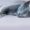 litecure_companion_home_bg02