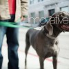 litecure_companion_home_bg03