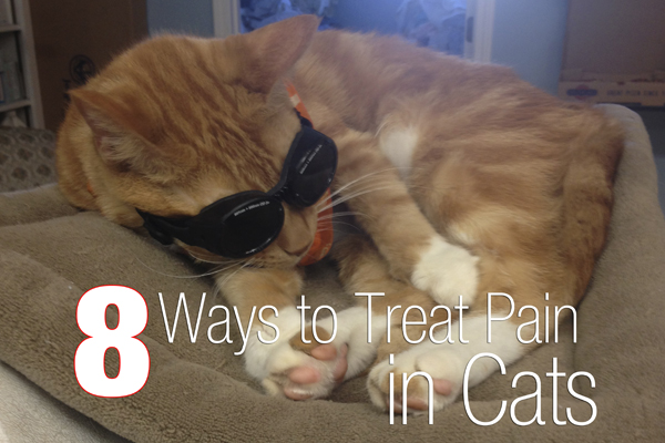 8 ways to treat pain in cats