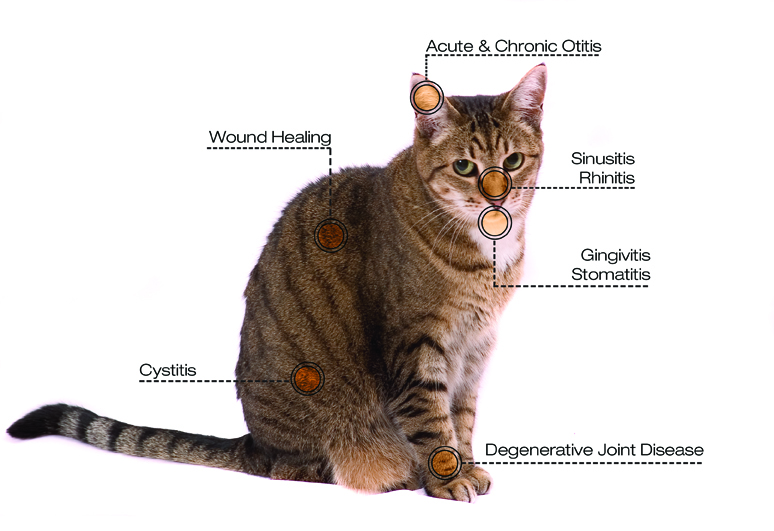 Cat Conditions Diagram