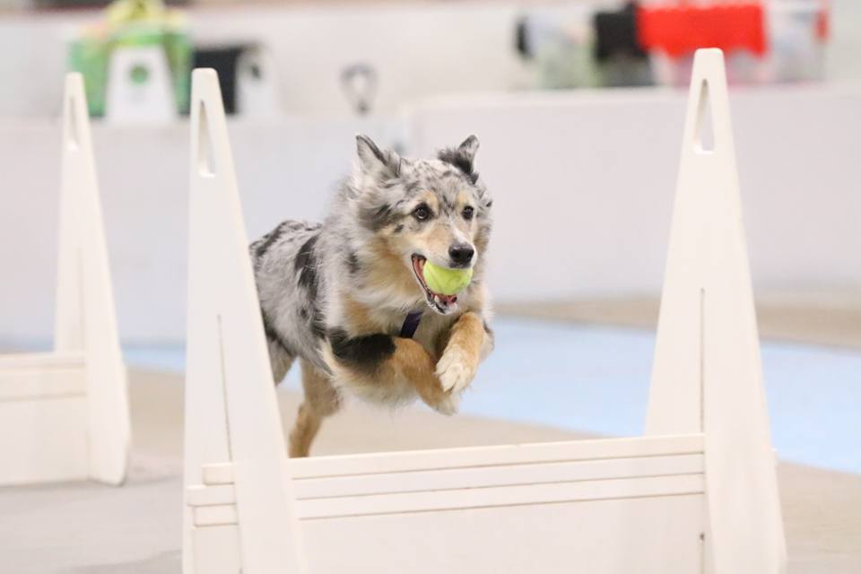 Steele Flyball